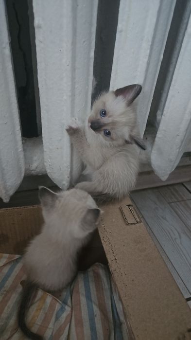 Котята в добрые руки