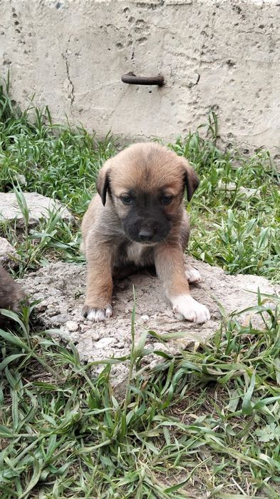 Отдадим щенков в добрые руки