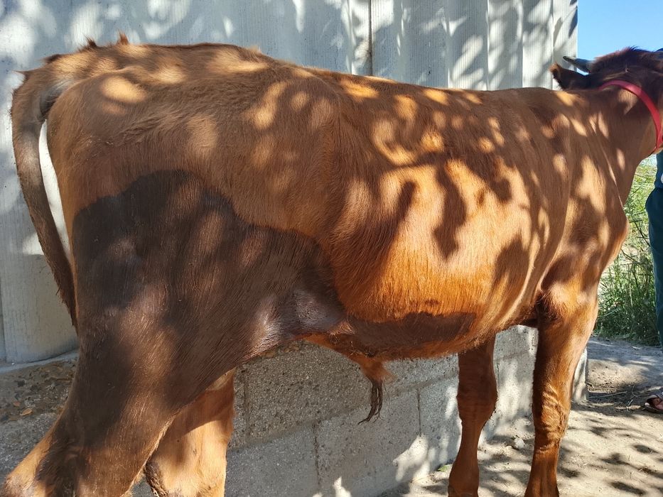 Zotdor buqa sotiladi. Yemga tayyor. Ferma moli.narxini yana kelishamiz