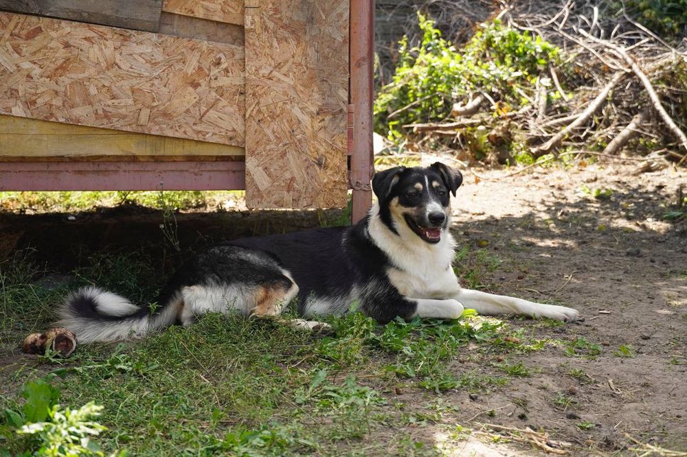 Щенок собака в добрые руки