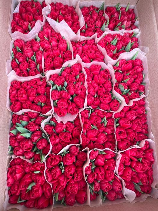 Качество оптом тюльпаны Беларусь