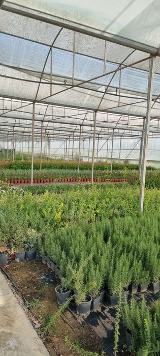 Более 10 000 видов декоративных цветов и декоративных деревьев от перв