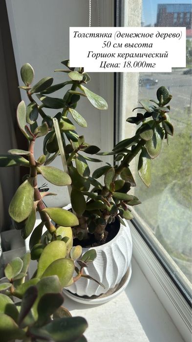 Продам домашние цветы