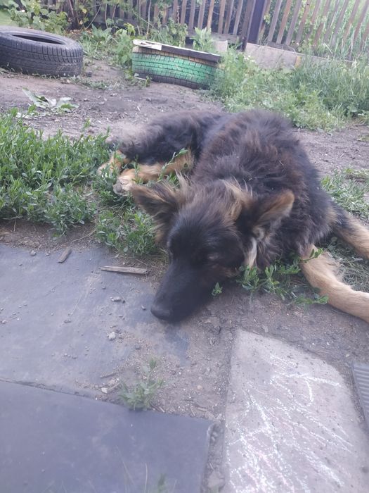 Ищем старых или новых хозяев