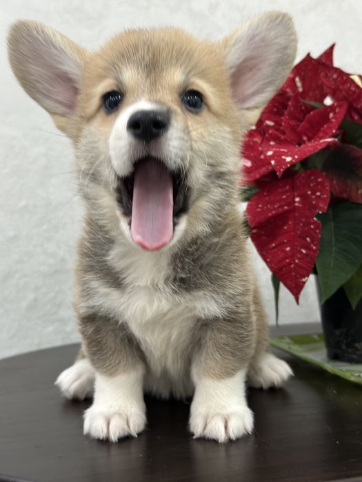 Малыши вельш корги