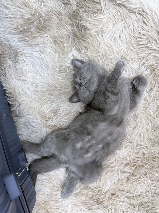 Британский длинношерст кот