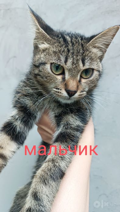 Котят оддам в добрым рукам