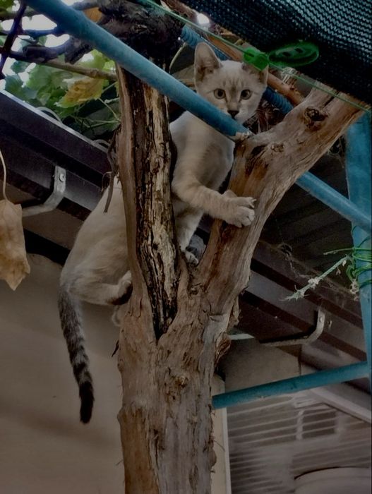 Похоже на сиамского котёнка голубые глаза