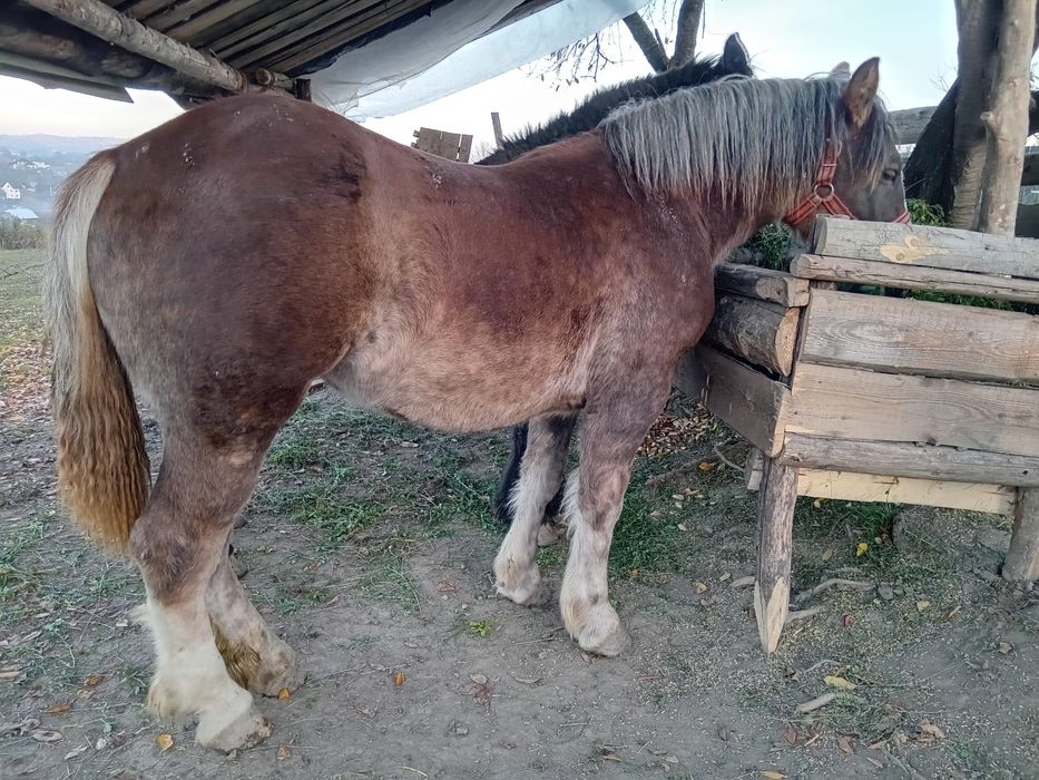 Mânză de vânzare de 1 an pe 26 !