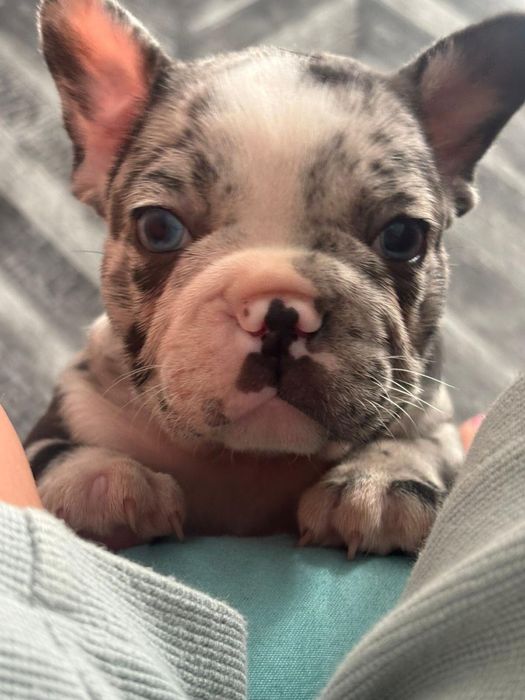 Bulldog francez-Merle(Baietel)