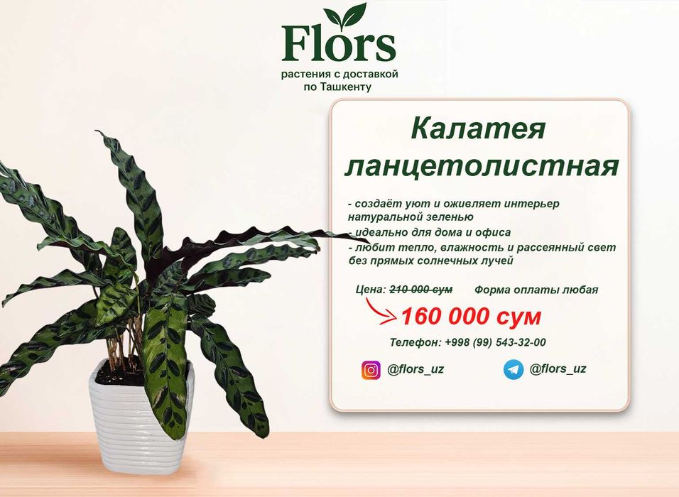 Цветы для дома и офиса - растение - Калатея ланцетолистная