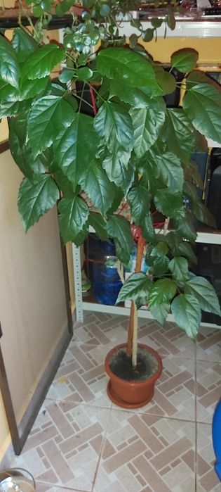 Vand trandafiri japonezi