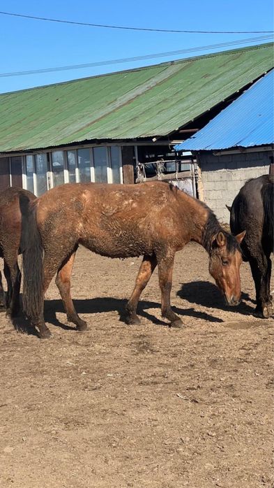 Семіз, байланған биелер сатылады!