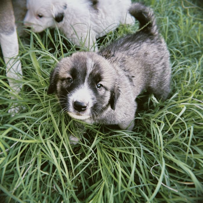 Мамасы үлкен