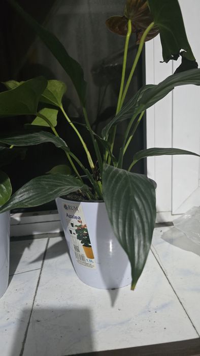 Xonaki tuvakda Gullar