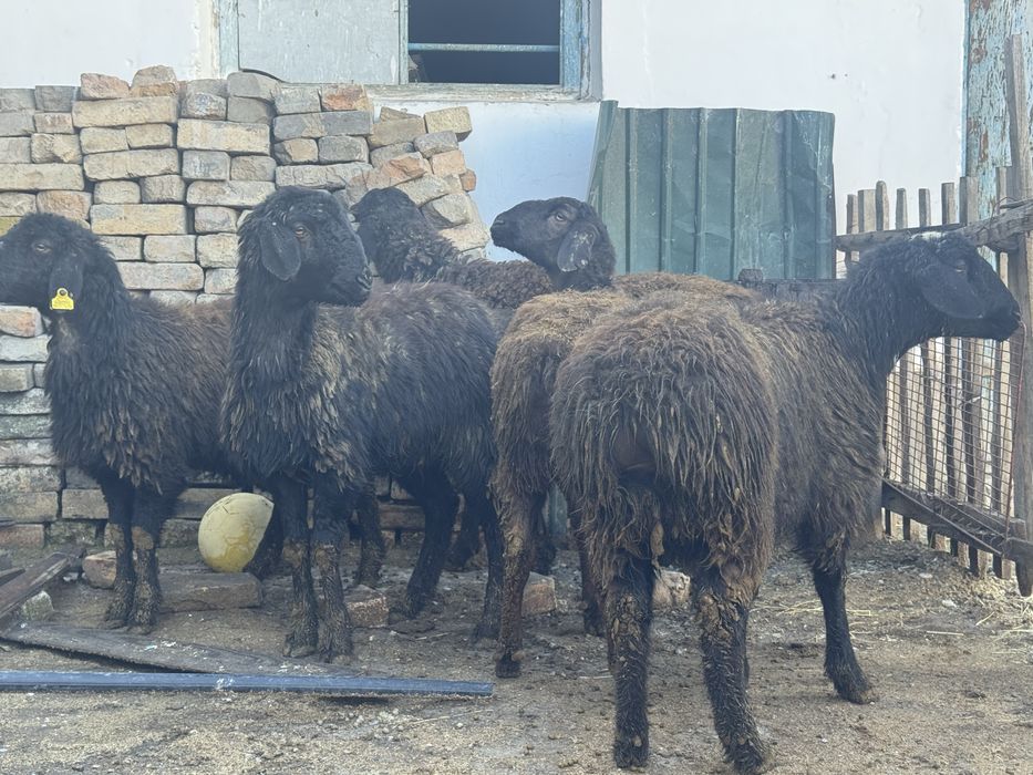 Ұрғашы токтылар сатылады.