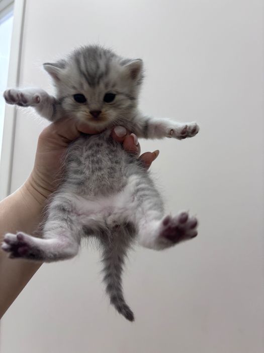 Котята шотландской вислоухой