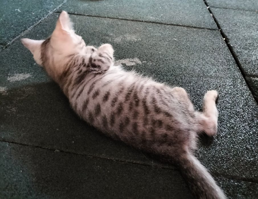 Отдам котенка БЕСПЛАТНО