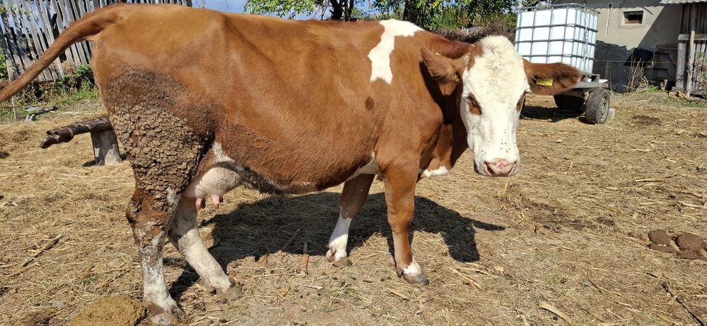 Vaca de vananzare