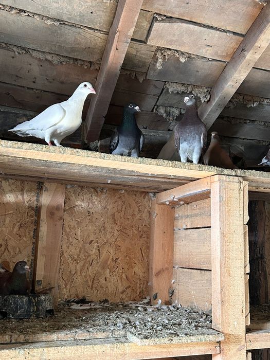 пощенски гилаби млади и стари