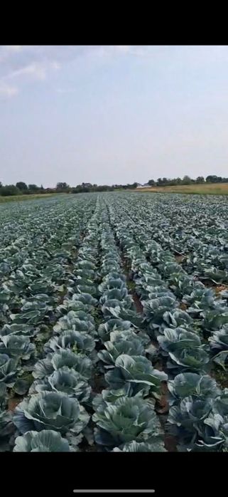 Varza Bucharest si Victoria