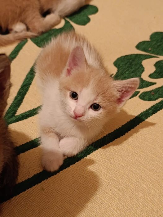 Отдам котят в добрые руки