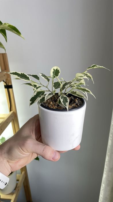 Фикус Бенджамина