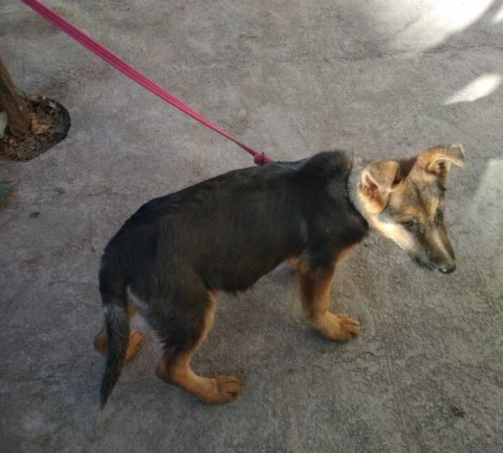 Щенок восточноевропейской овчарки