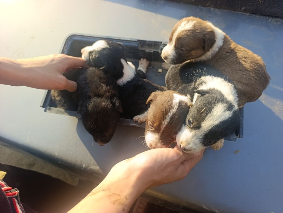 Күшіктер сатылады