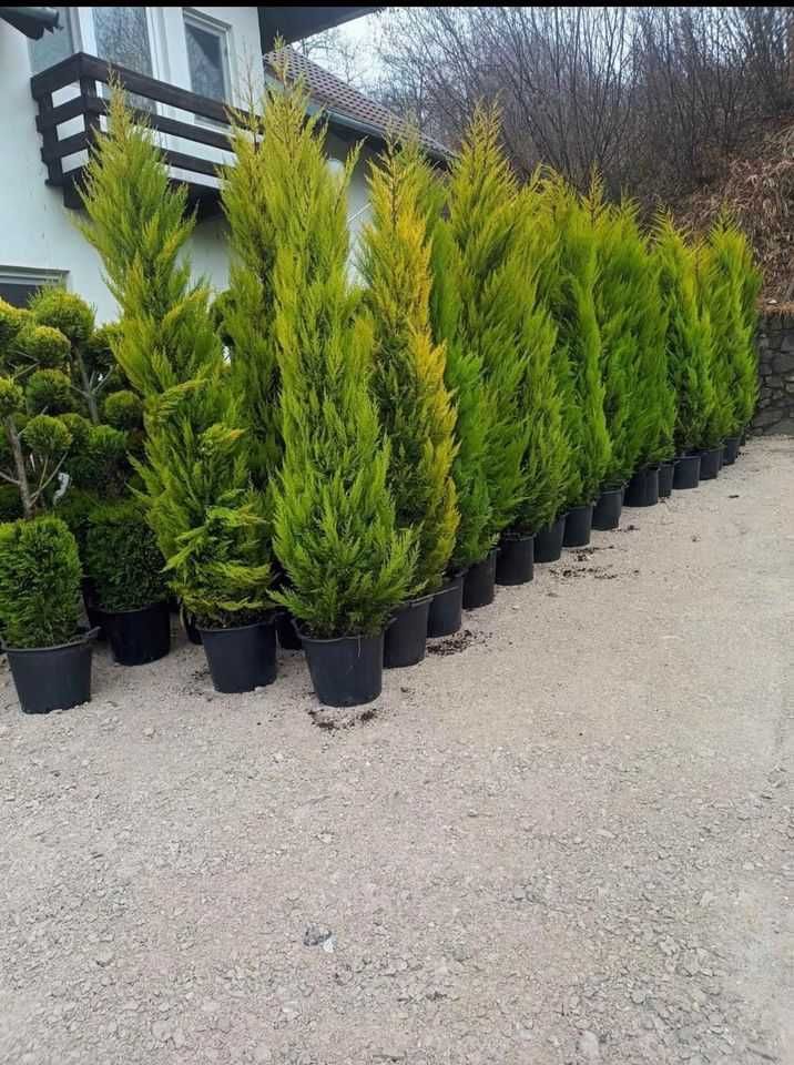 Plante Ornamentale Tuia Smarald M Sebes Olx Ro