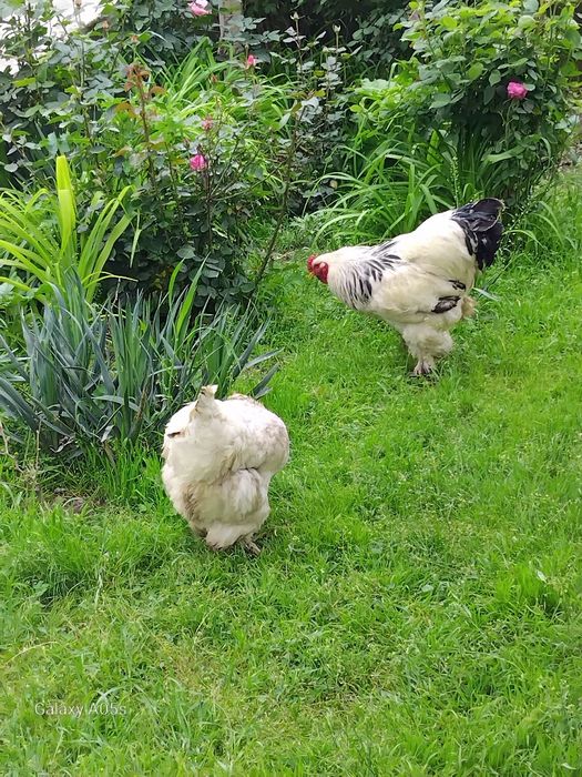 Brama  tovuq tuxumlari