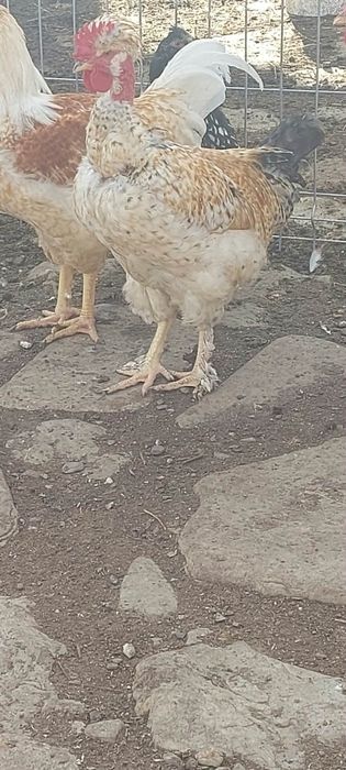 Cocoși de vânzare