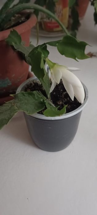 Продам белый декабрист