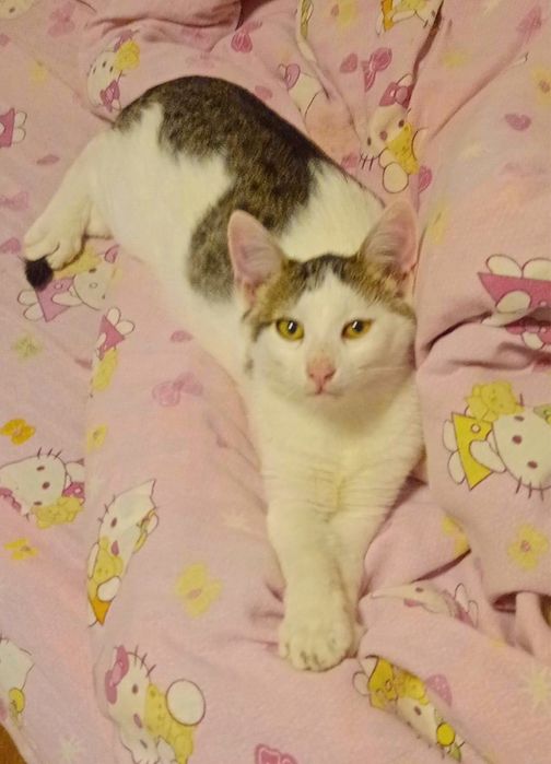 Metis  American Wirehair pui gratuit