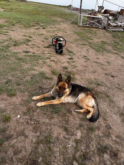 Шенки немецких овчарок,