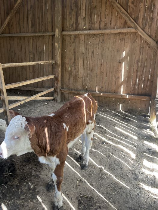 Vitea baltata intarcata de 8 saptamani