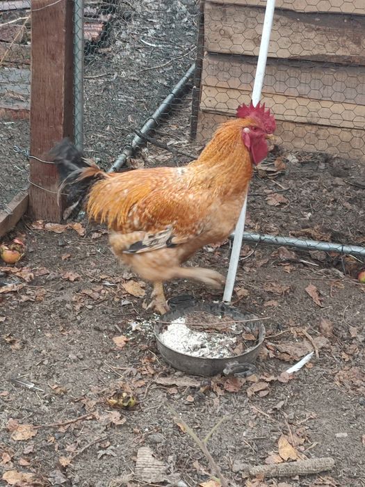 Cocoș tânăr din aprilie