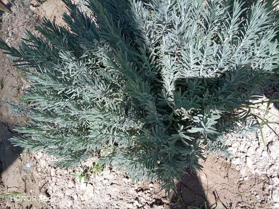 Lavanda gullari mavjud