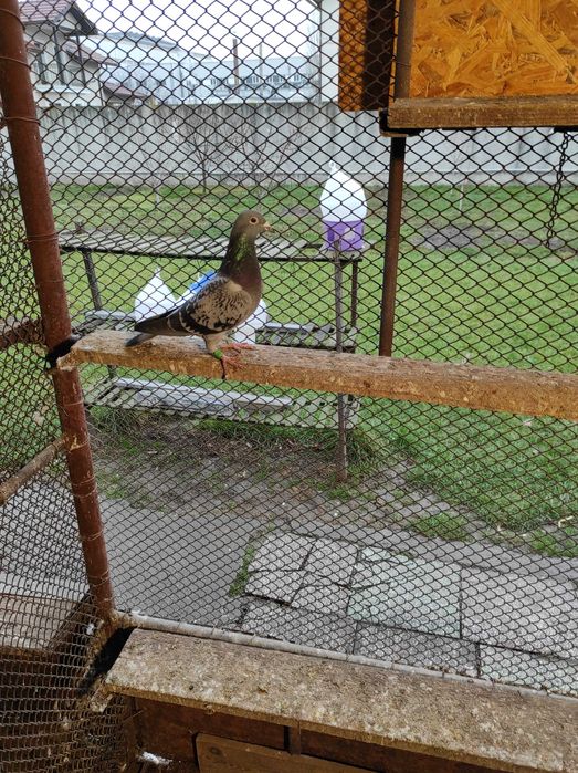 Porumbei voiajori, femele, concurs