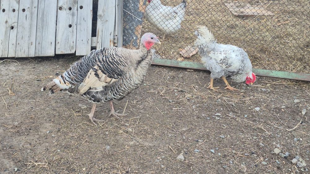 Продам 3 индющк .