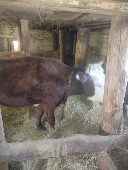 Продам корову с теленком.