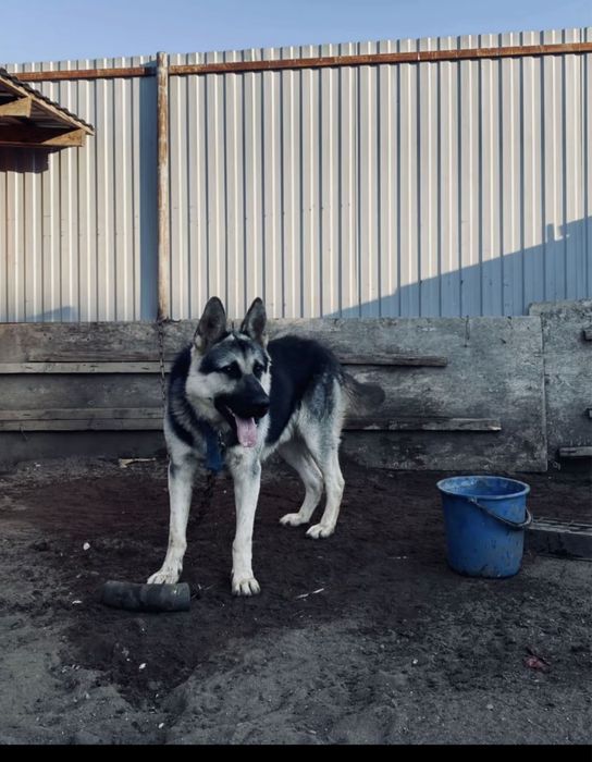 Европиский овчарка чискровь