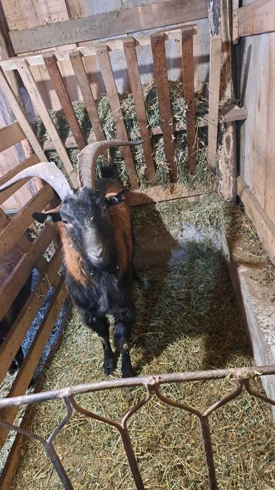 Țap alpin francez de vânzare