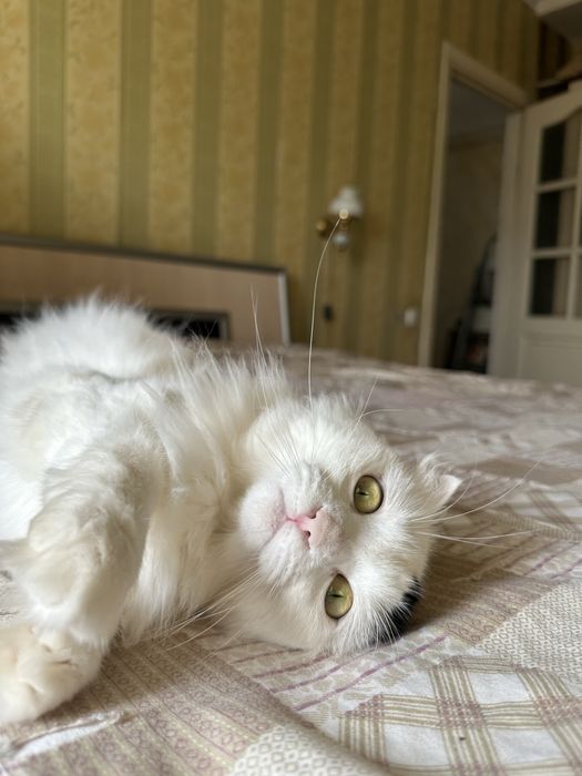 Кошка в добрые руки