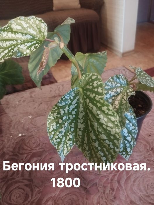 Продам комнатные растения