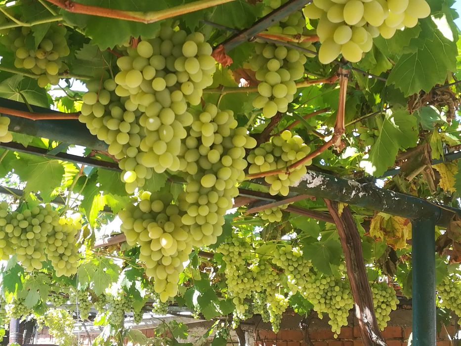 Резитба на овошки, лозя, асми и др