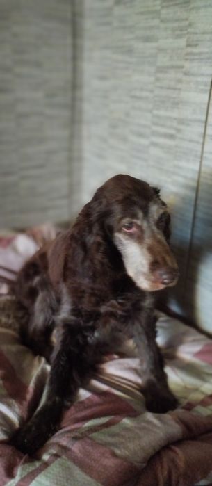 Кокер спаниельку