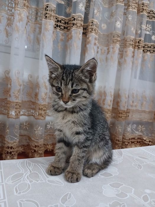 Мушук текинга берилади