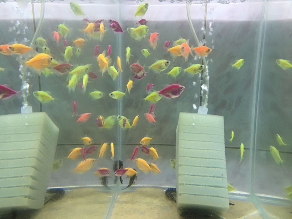 Tetra Diskus galeti de 10 L- hrana pesti. Fulgi , purec uscat, pesti