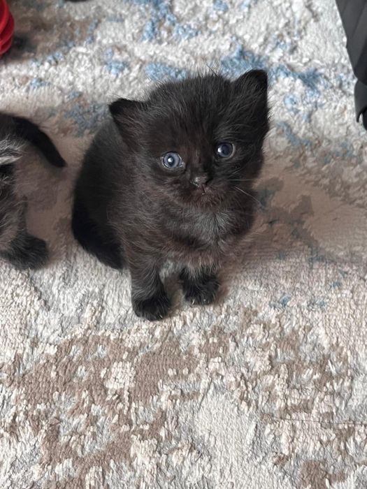 Котята бесплатно в добрые руки